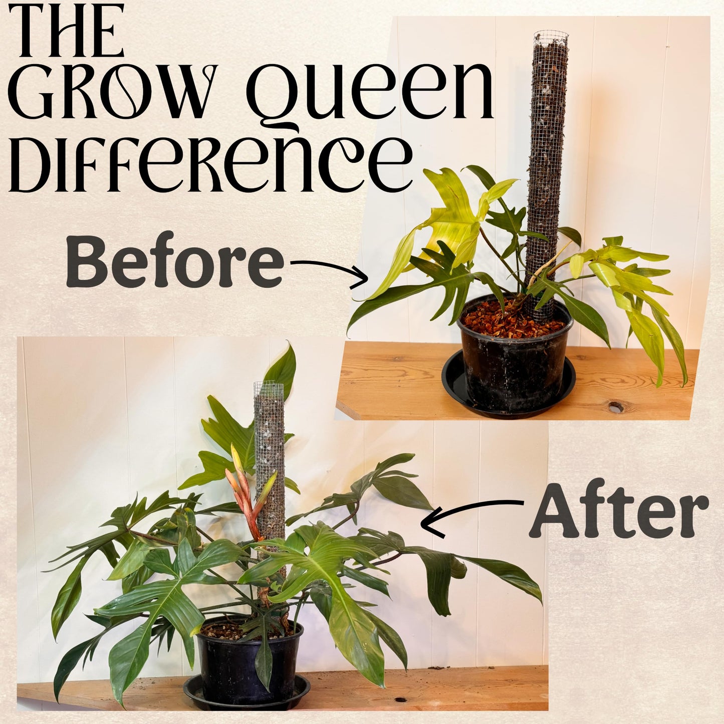 Grow Queen Organic Plant Food, Indoor Plant Food for Houseplants & Aroids, Organic Fertilizer for Flower & Vegetable Gardens, 1lb = 25 Servings, Feeds 50 gal Instantly and Slow Release