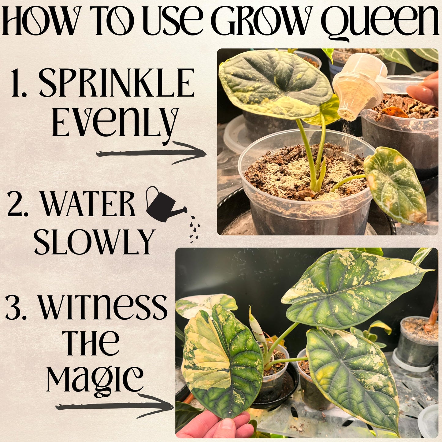 Grow Queen Organic Plant Food, Indoor Plant Food for Houseplants & Aroids, Organic Fertilizer for Flower & Vegetable Gardens, 1lb = 25 Servings, Feeds 50 gal Instantly and Slow Release