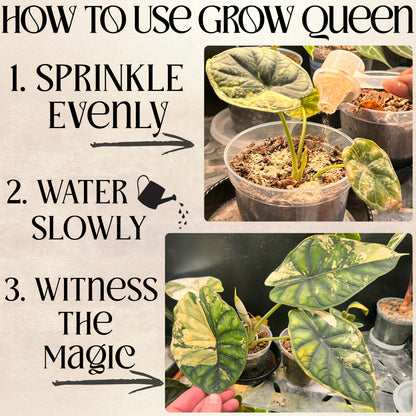 Grow Queen Organic Plant Food, Indoor Plant Food for Houseplants & Aroids, Organic Fertilizer for Flower & Vegetable Gardens, 1lb = 25 Servings, Feeds 50 gal Instantly and Slow Release