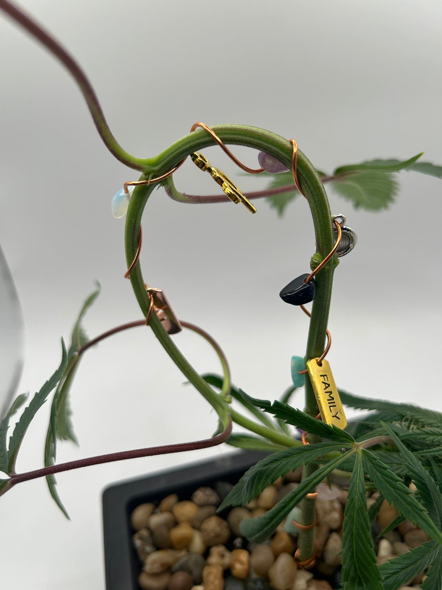 Grow Your Intention Hemp Bonsai Kit